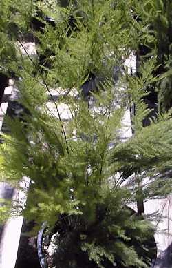 Plume Fern(Asparagus setaceus)