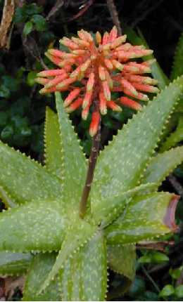 (Aloe andongensis var. andongensis )