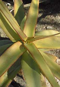Wylliespoort Aloe(Aloe angelica)