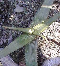 Wylliespoort Aloe(Aloe angelica)