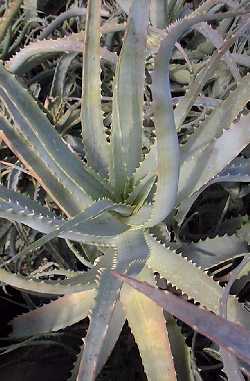 Tree Aloe, Krantz Aloe, Candelabra Aloe(Aloe arborescens)