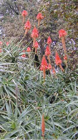 Tree Aloe, Krantz Aloe, Candelabra Aloe(Aloe arborescens)