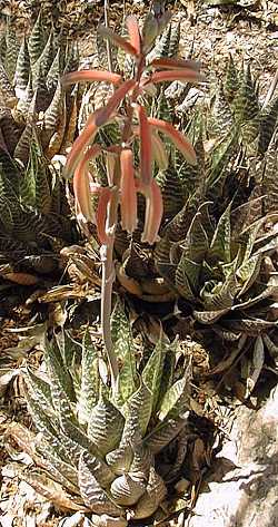 Torch Plant, Lace Aloe(Aloe aristata)