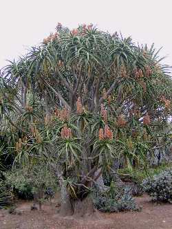 Tree Aloe(Aloe barberae)