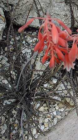 (Aloe bellatula)