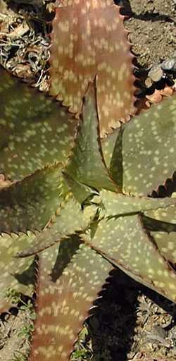 (Aloe branddraaiensis)