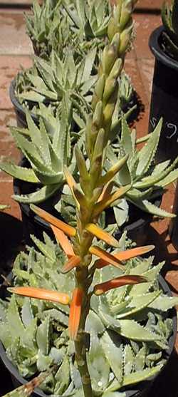 Short Leaf Aloe, Kleinaalwyn(Aloe brevifolia var. brevifolia )