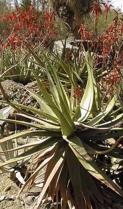 (Aloe bulbillifera var. bulbillifera )