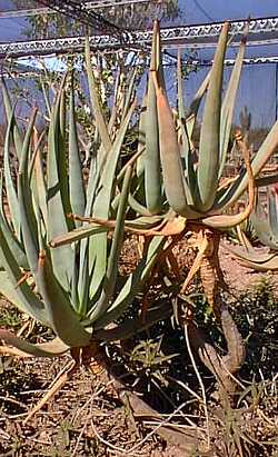 Cat's Tail Aloe(Aloe castanea)