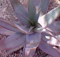 (Aloe chabaudii var. chabaudii )
