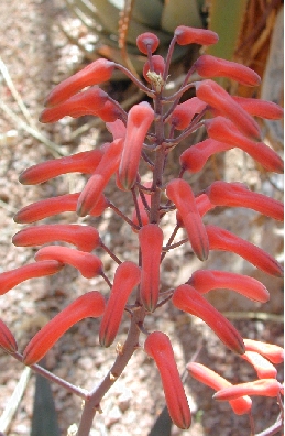 (Aloe chabaudii var. chabaudii )