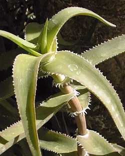 Climbing Aloe(Aloe ciliaris var. ciliaris )