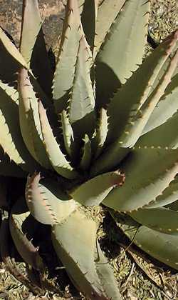 Kraalaalwyn(Aloe claviflora)