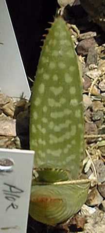(Aloe macrocarpa)