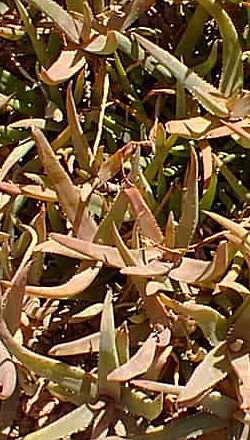 (Aloe cremnophila)