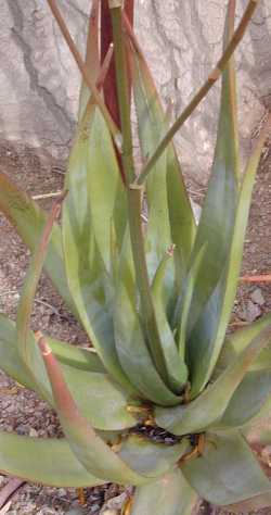 (Aloe cryptopoda)