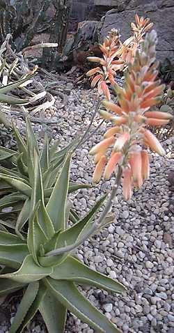 (Aloe deltoideodonta var. deltoideodonta )