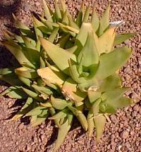 (Aloe deltoideodonta var. deltoideodonta )