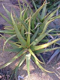 (Aloe deserti)