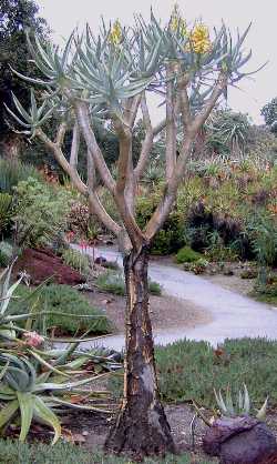 Kokerbom(Aloe dichotoma)