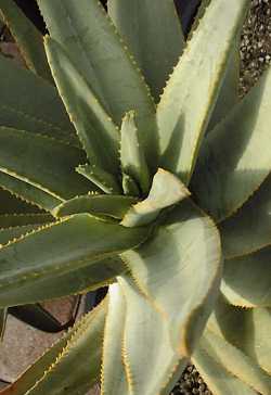 Kokerbom(Aloe dichotoma)
