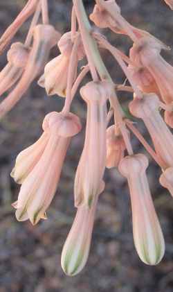 Namibian Partridge Breast Aloe(Aloe dinteri)