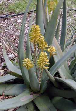Medicinal Aloe, Barbados Aloe(Aloe elegans)