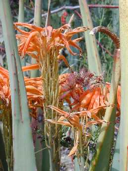 Medicinal Aloe, Barbados Aloe(Aloe elegans)