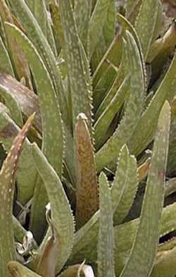 (Aloe ellenbeckii)