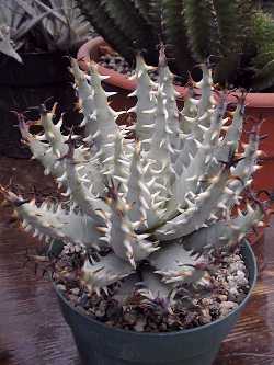 (Aloe melanacantha var. erinacea )