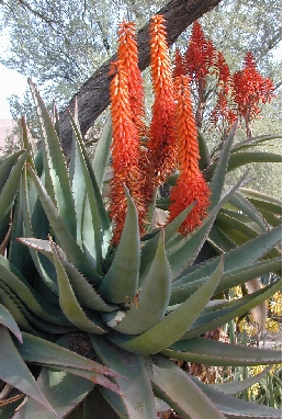 Tap Aloe, Bitter Aloe, Cape Aloe(Aloe ferox)