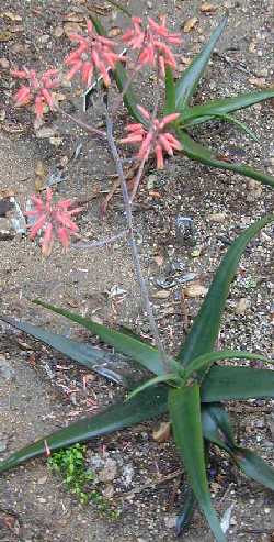 (Aloe fleurentiniorum)