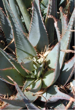Blue Aloe(Aloe glauca var. glauca )