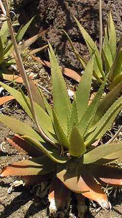 (Aloe lateritia var. graminicola )