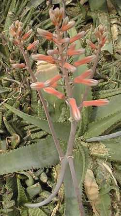 Bontaalwyn(Aloe grandidentata)