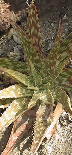 (Aloe greatheadii var. greatheadii )