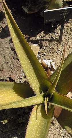 (Aloe greenii)