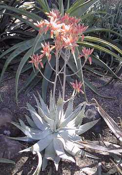 (Aloe hereroensis)