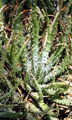 Spider Aloe(Aloe humilis)