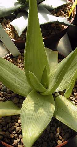 (Aloe ibitiensis)