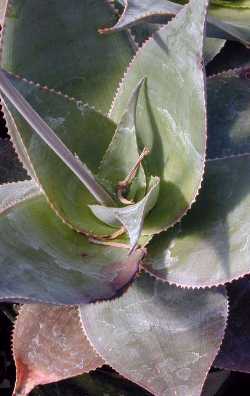 (Aloe imalotensis)