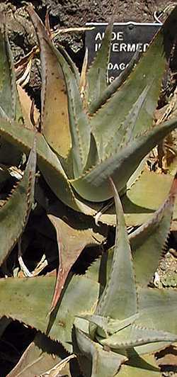 (Aloe subacutissima)