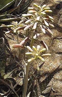 (Aloe lateritia var. lateritia )