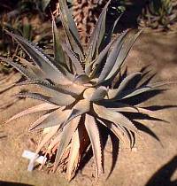 (Aloe littoralis)