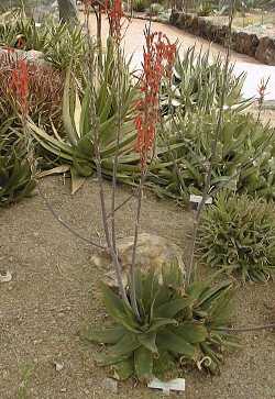 (Aloe longibracteata)
