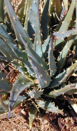 Karoo Aloe, Ramenas(Aloe longistyla)