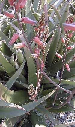 (Aloe somaliensis var. marmorata )