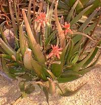 (Aloe somaliensis var. marmorata )
