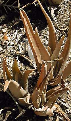 (Aloe massawana)