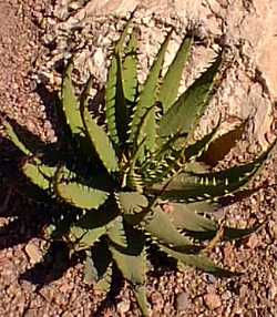 (Aloe melanacantha var. melanacantha )
